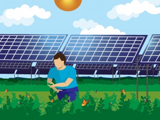Illustration of person standing in field of green plants with butterflies and bees with solar panels in the background